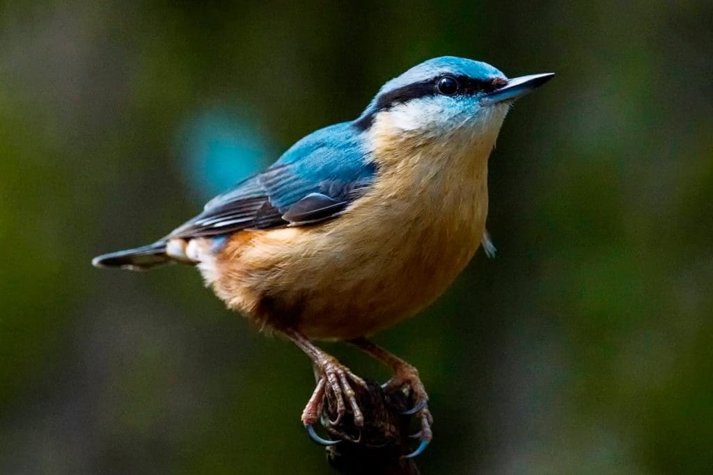 Nuthatch_WendyHamlet Nuthatch