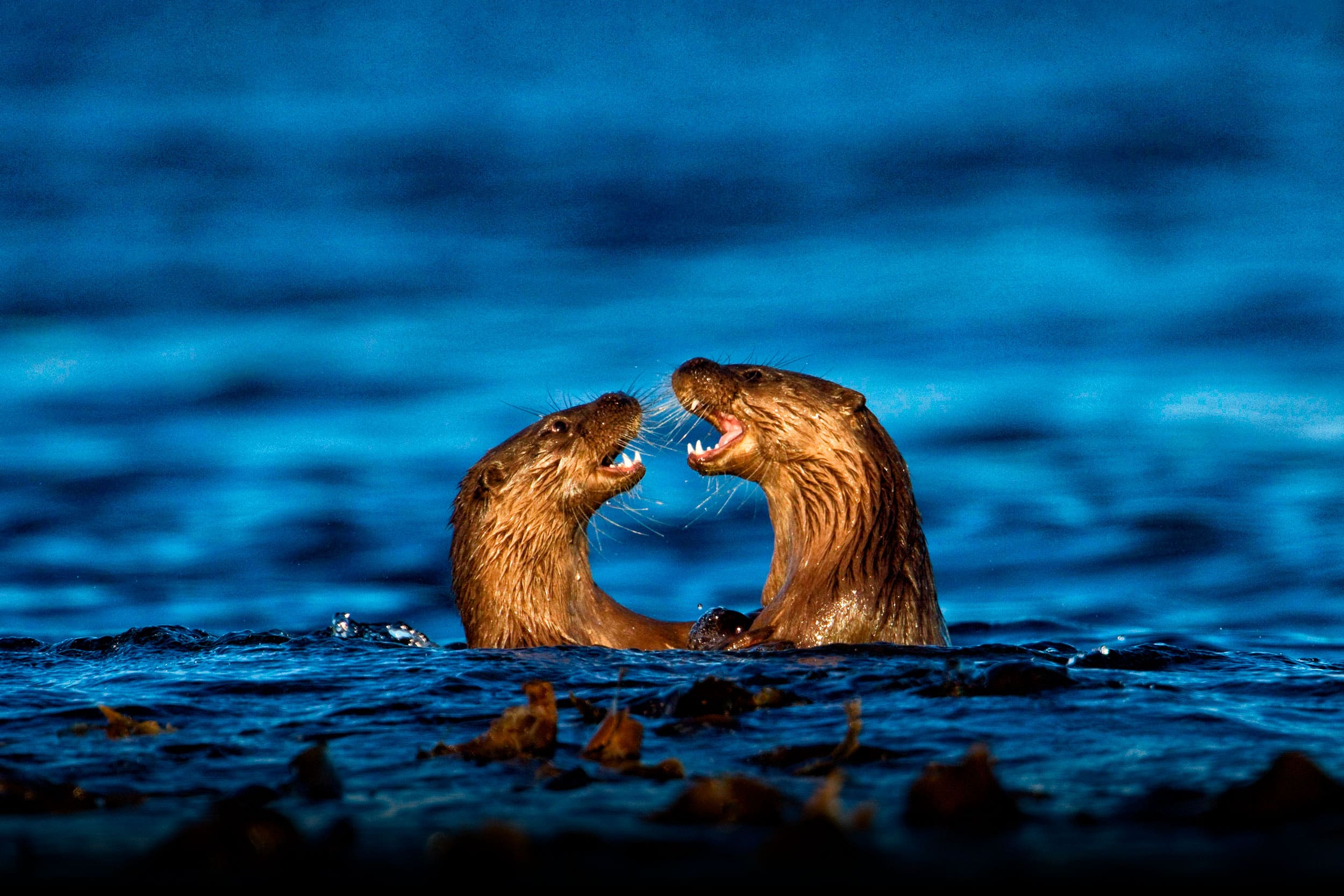 Otters playing in the water