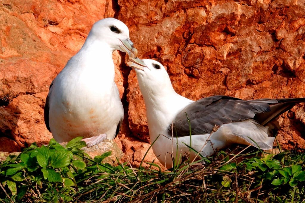 Fulmars_ColletteSaxon Two Fulmars touching beaks on a cliffside