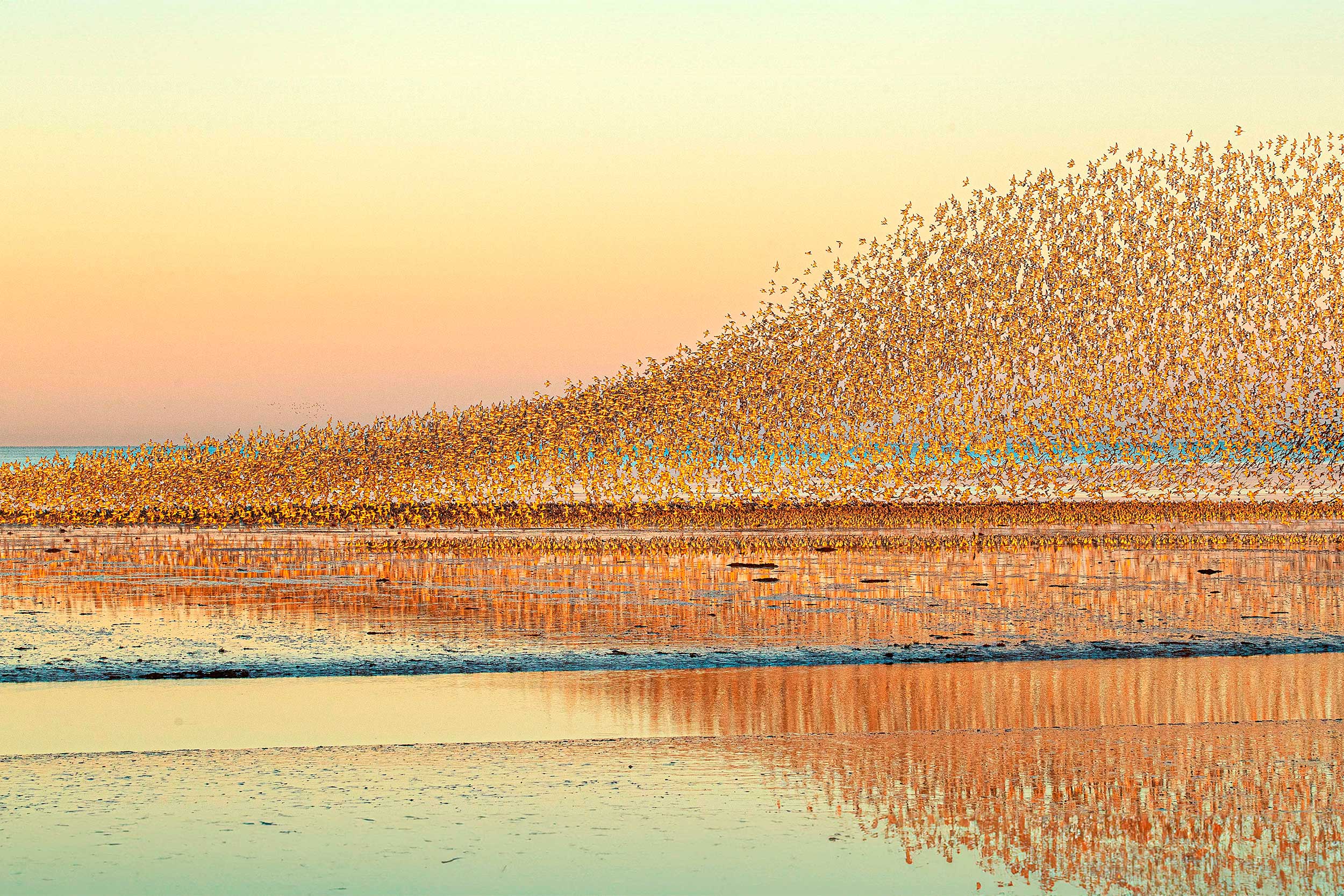 Thousands of Knot in flight