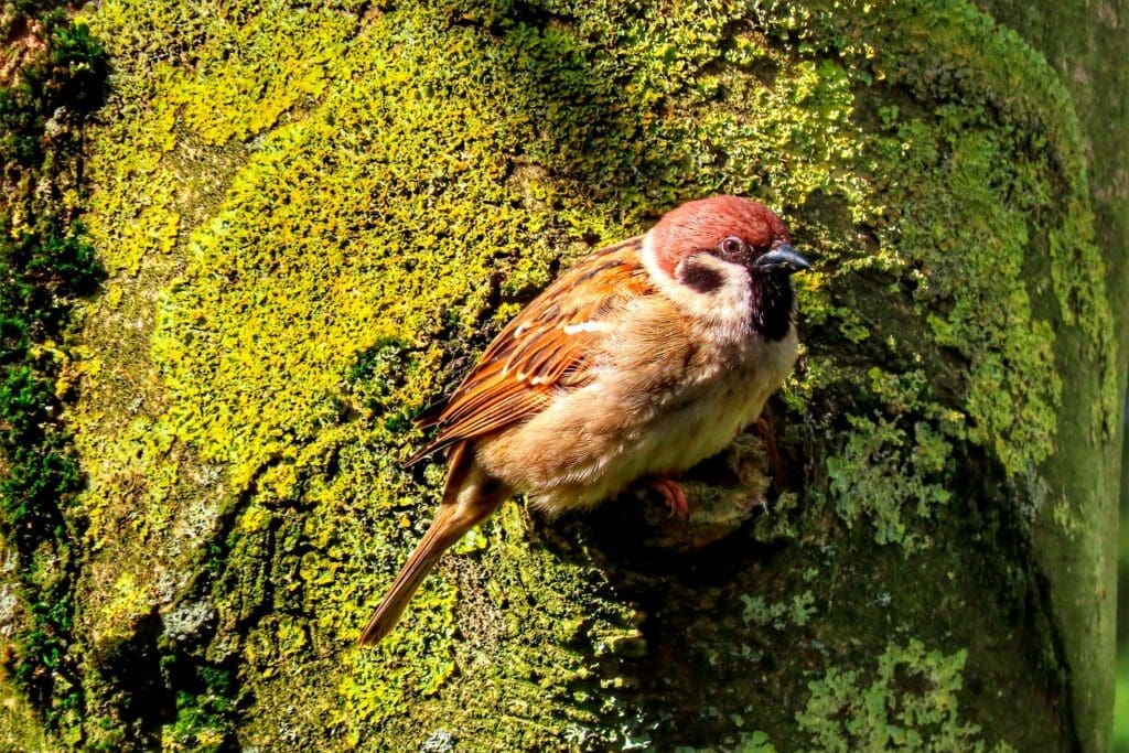 TreeSparrow_RoseHabberley Tree Sparrow on a mossy branch