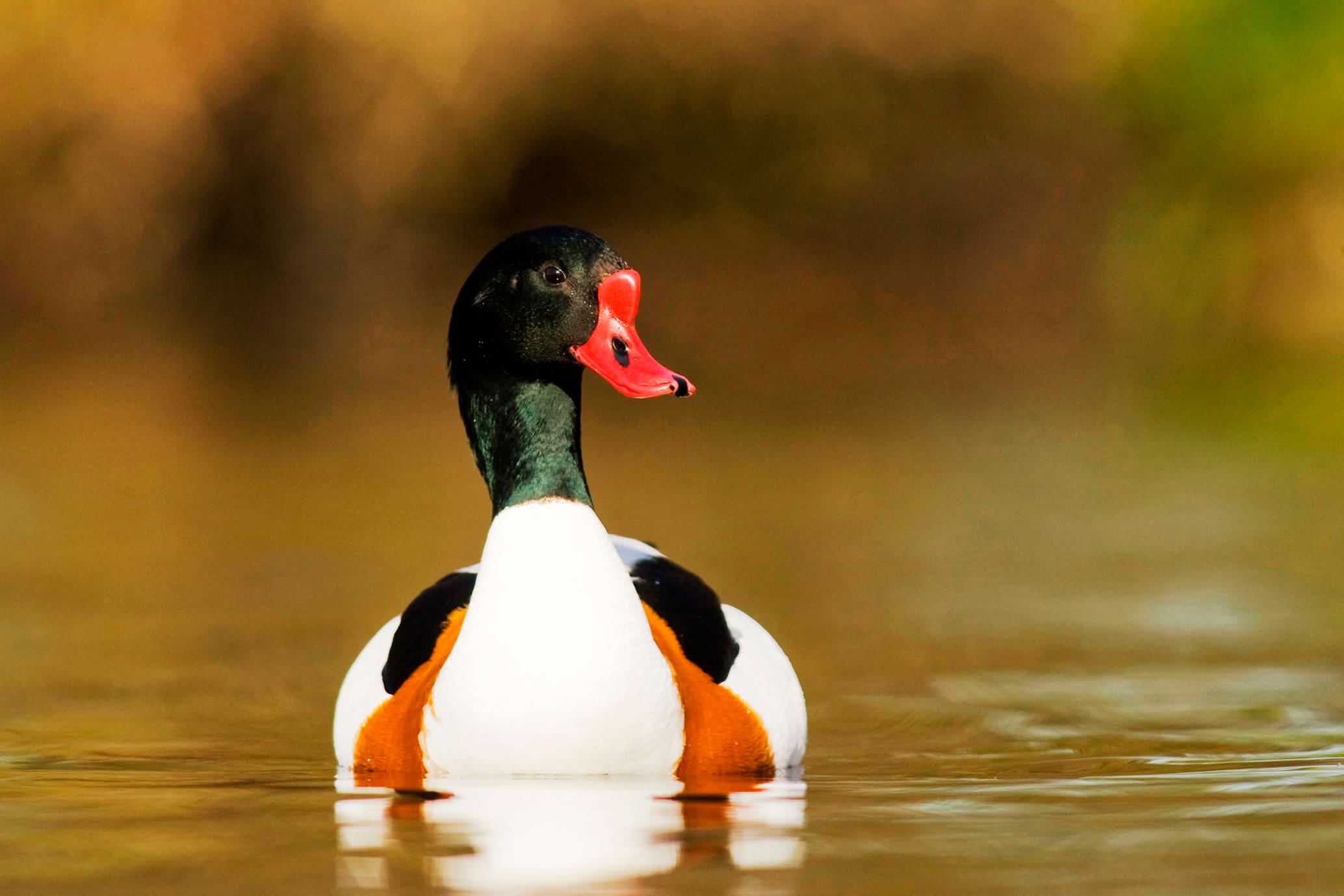 A large duck with a long neck, green head and neck, red bill, white body, floating in water