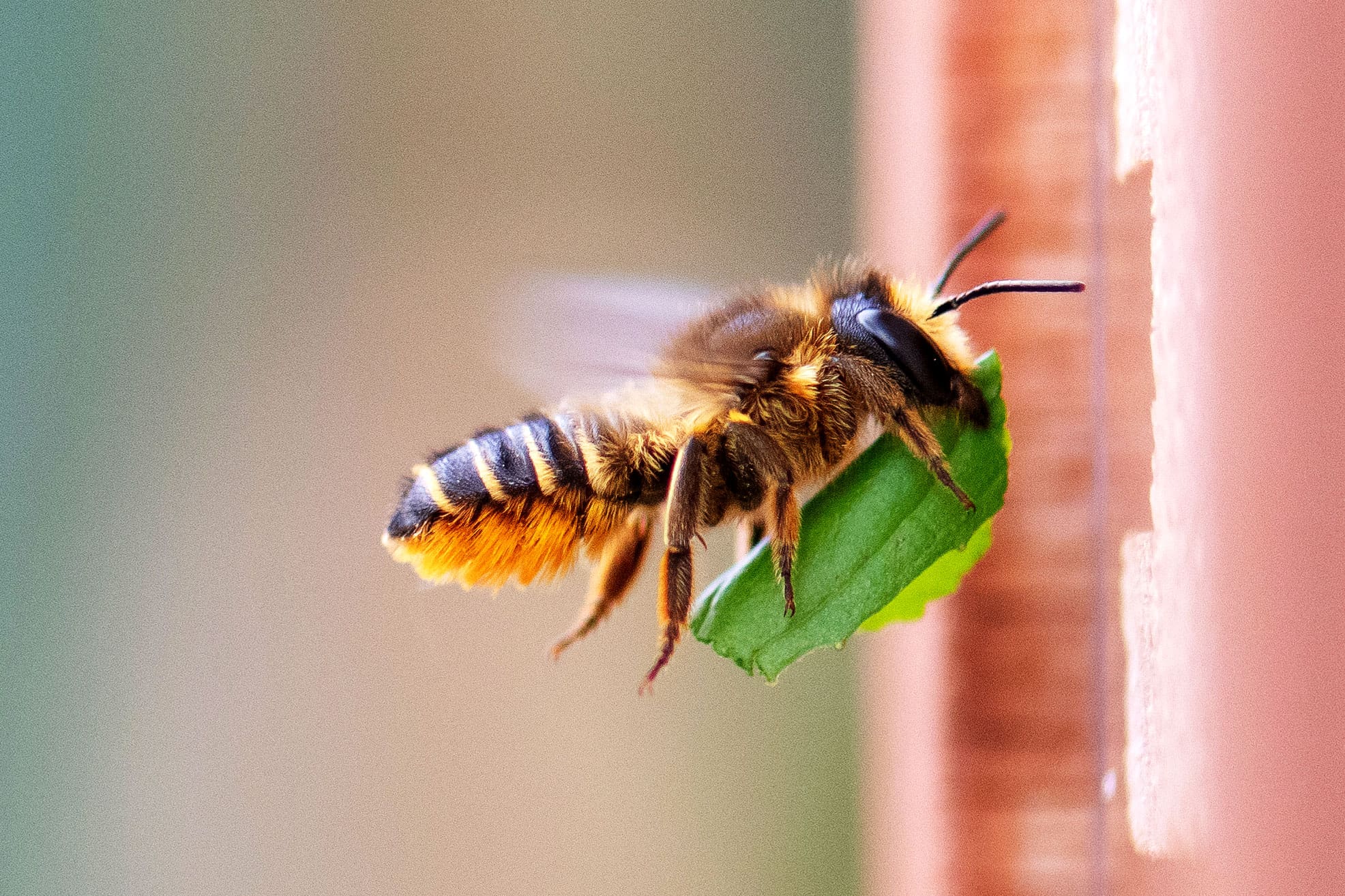 Patchwork Leafcutter Bee on its way into the bee box, carrying a leaf.