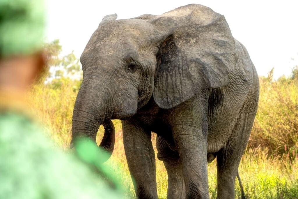 Elephant and ranger Mole-NP_Credit Nick Williams, RSPB An elephant in Mole National Park