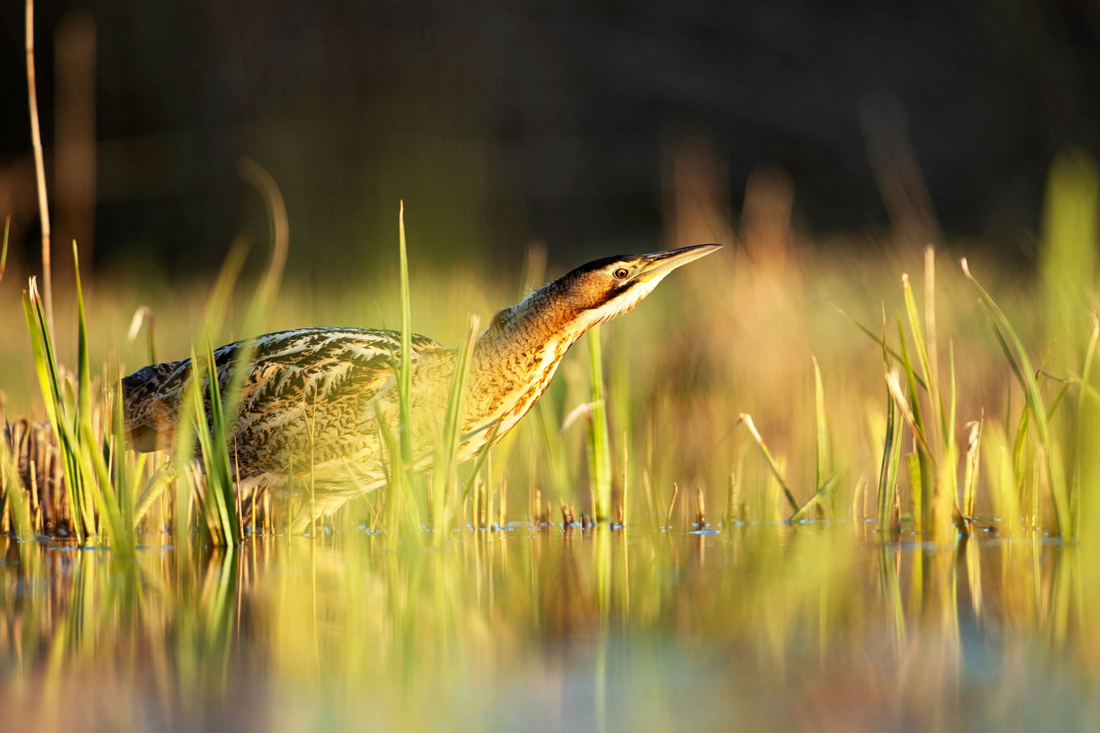 A Bittern wades in water
