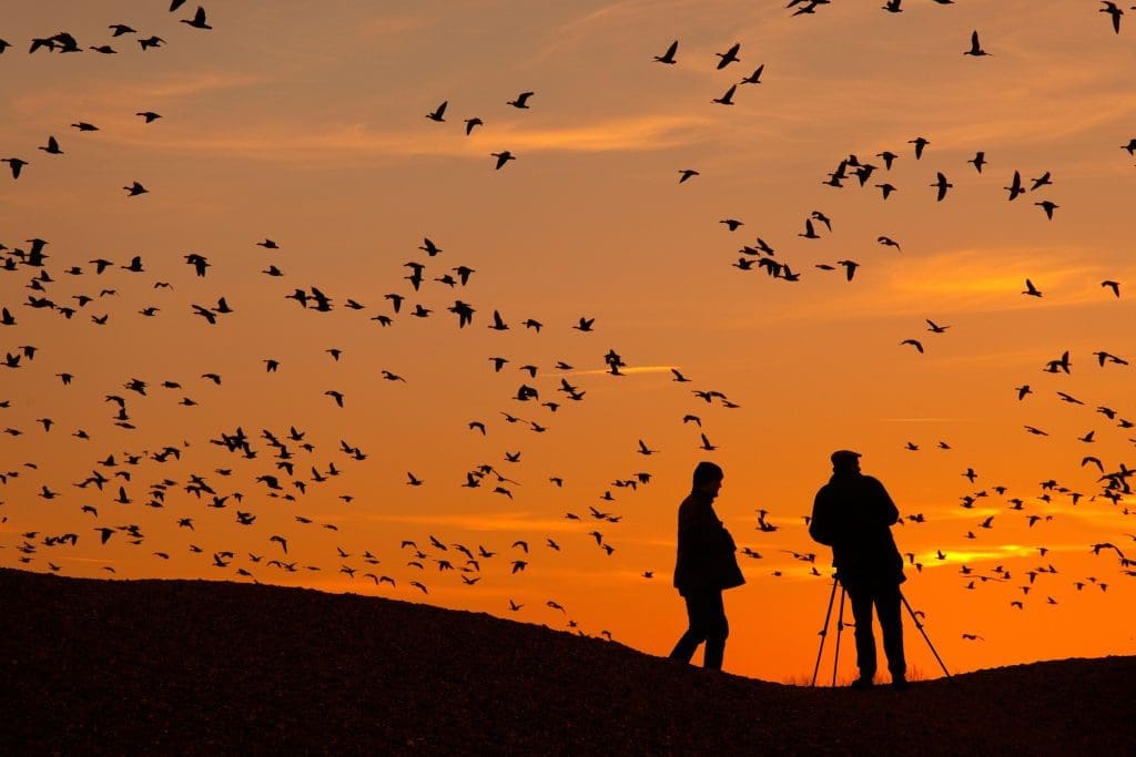 People watching Pink-footed Geese at dawn on the Norfolk coast.