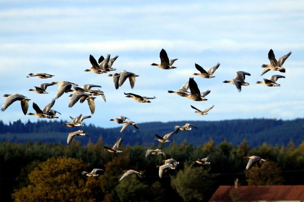 Pink-footed-geese-in-flight_Credit Andy Hawkins (Wikimedia-Commons) A flock of Pink-footed Geese in flight with woodland tree tops in the background