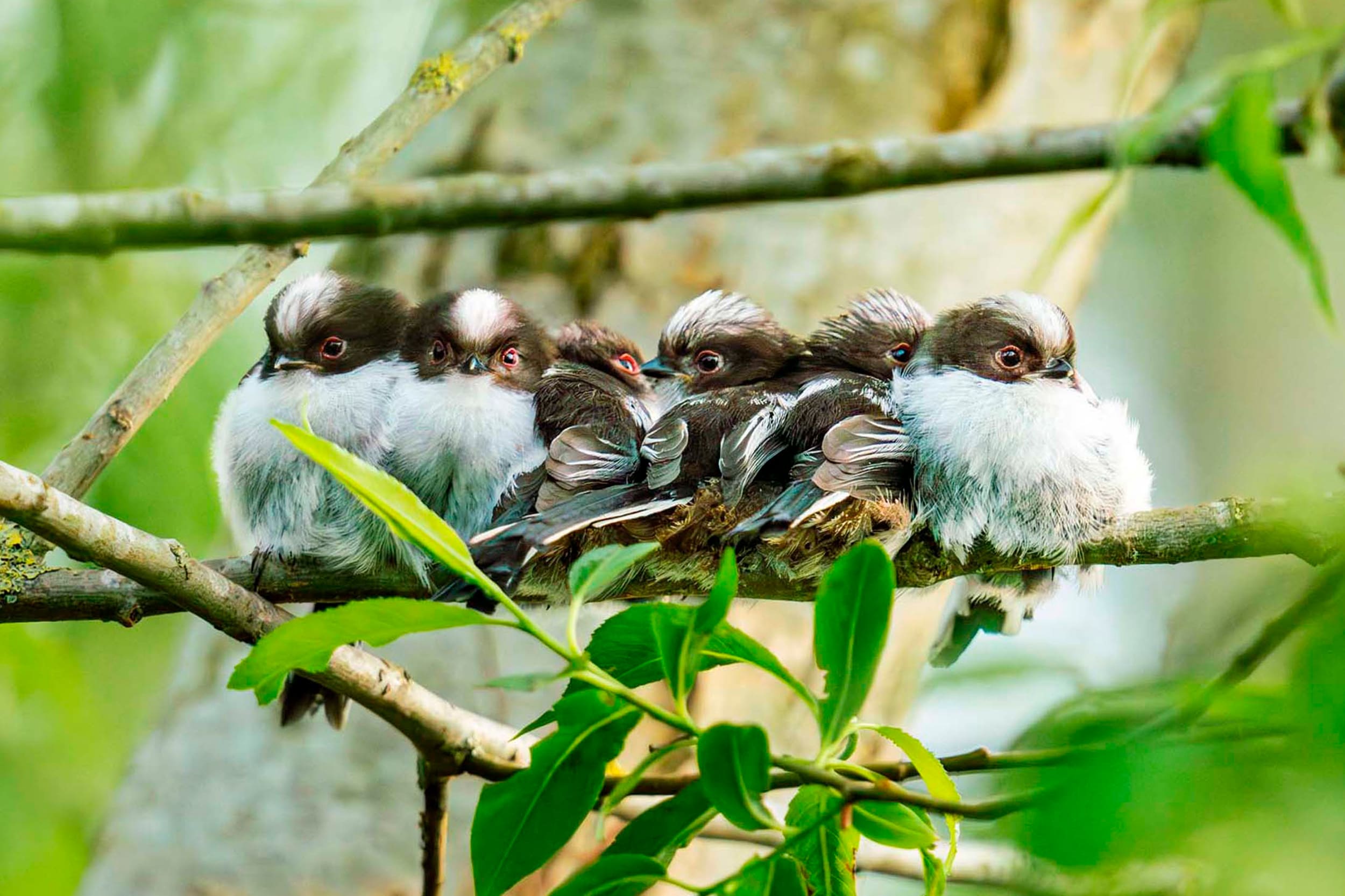 Six juvenile Long-tailed Tits huddle closely together on a branch
