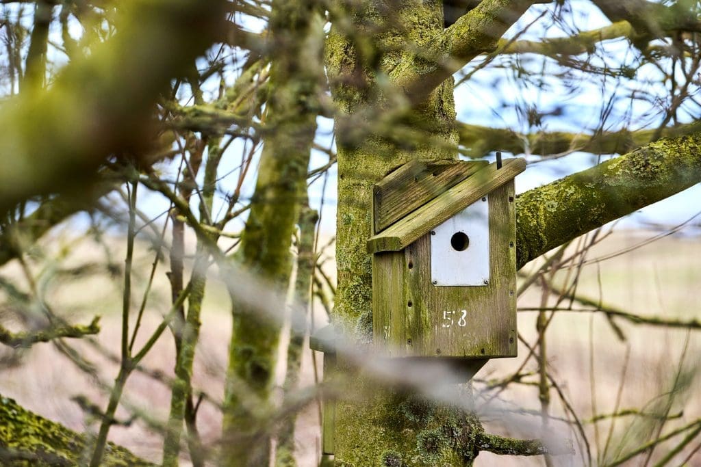 _DSC7564 Bird box in a tree at Bempton Cliffs