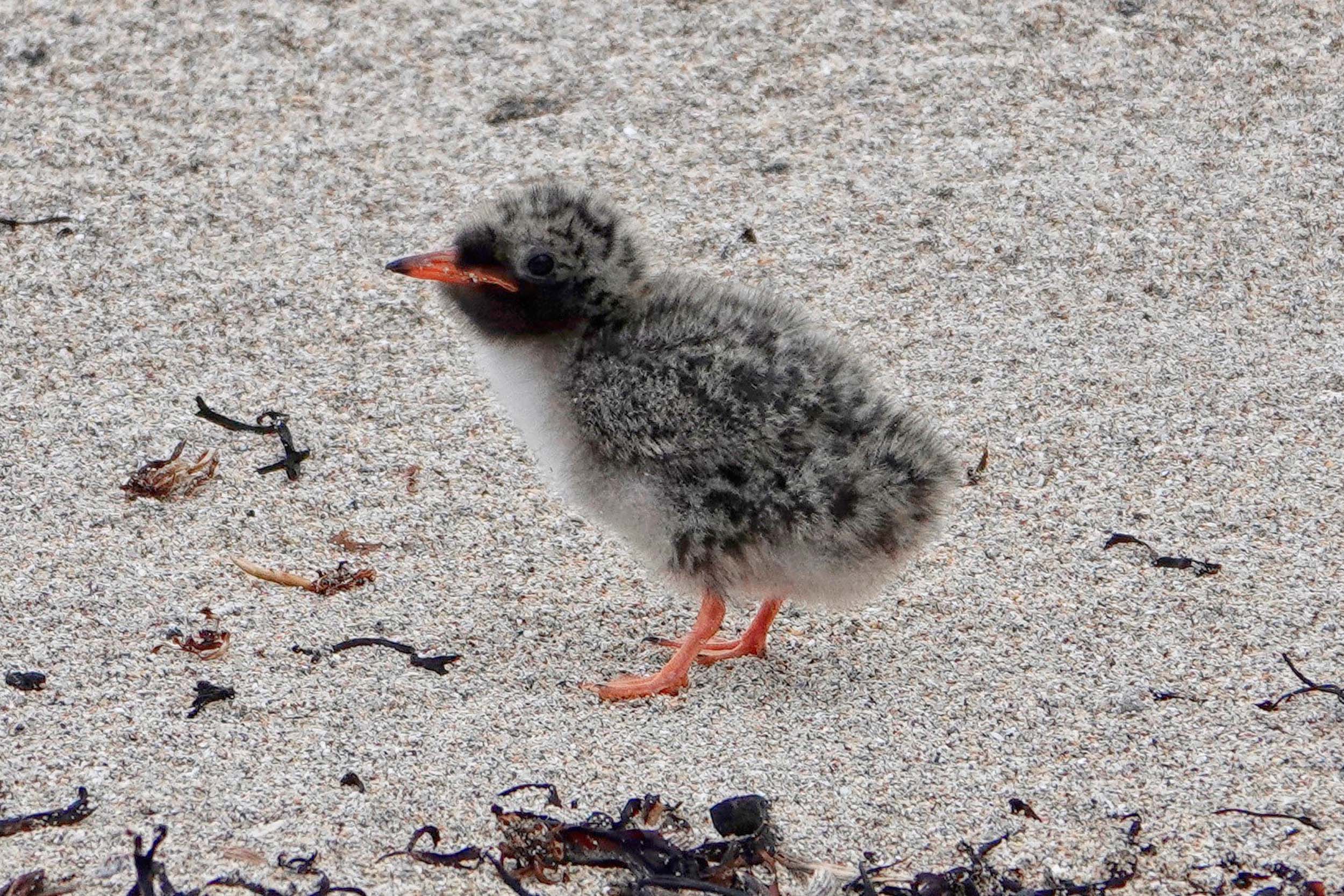 An Artic Tern chick standing on the sand