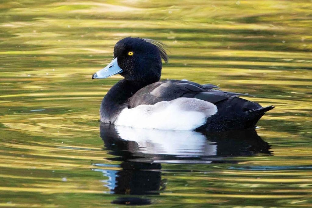 A Tufted Duck swims on a pond