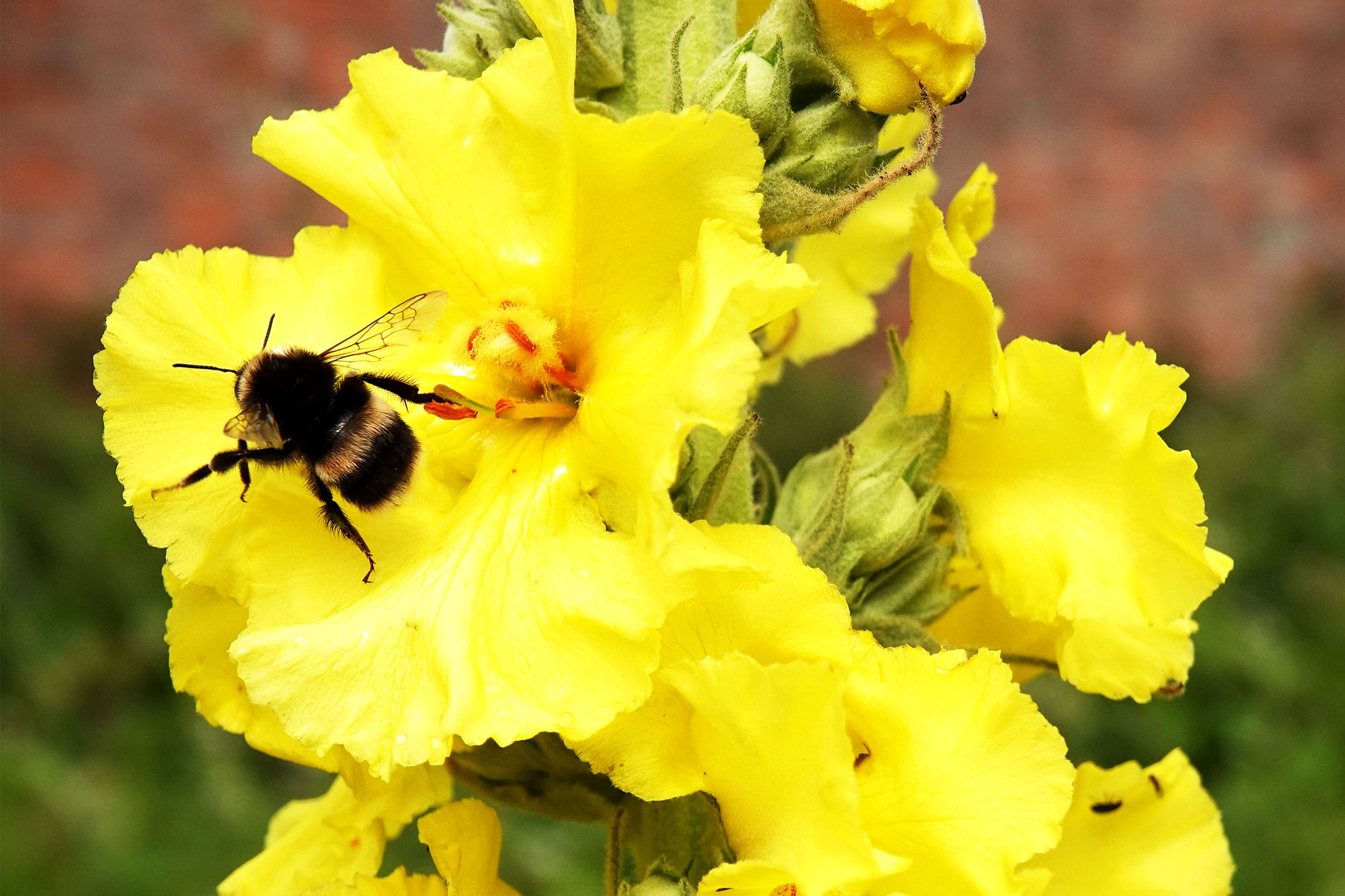 A close up of a Great Mullein's yellow flower with a bee collecting pollen