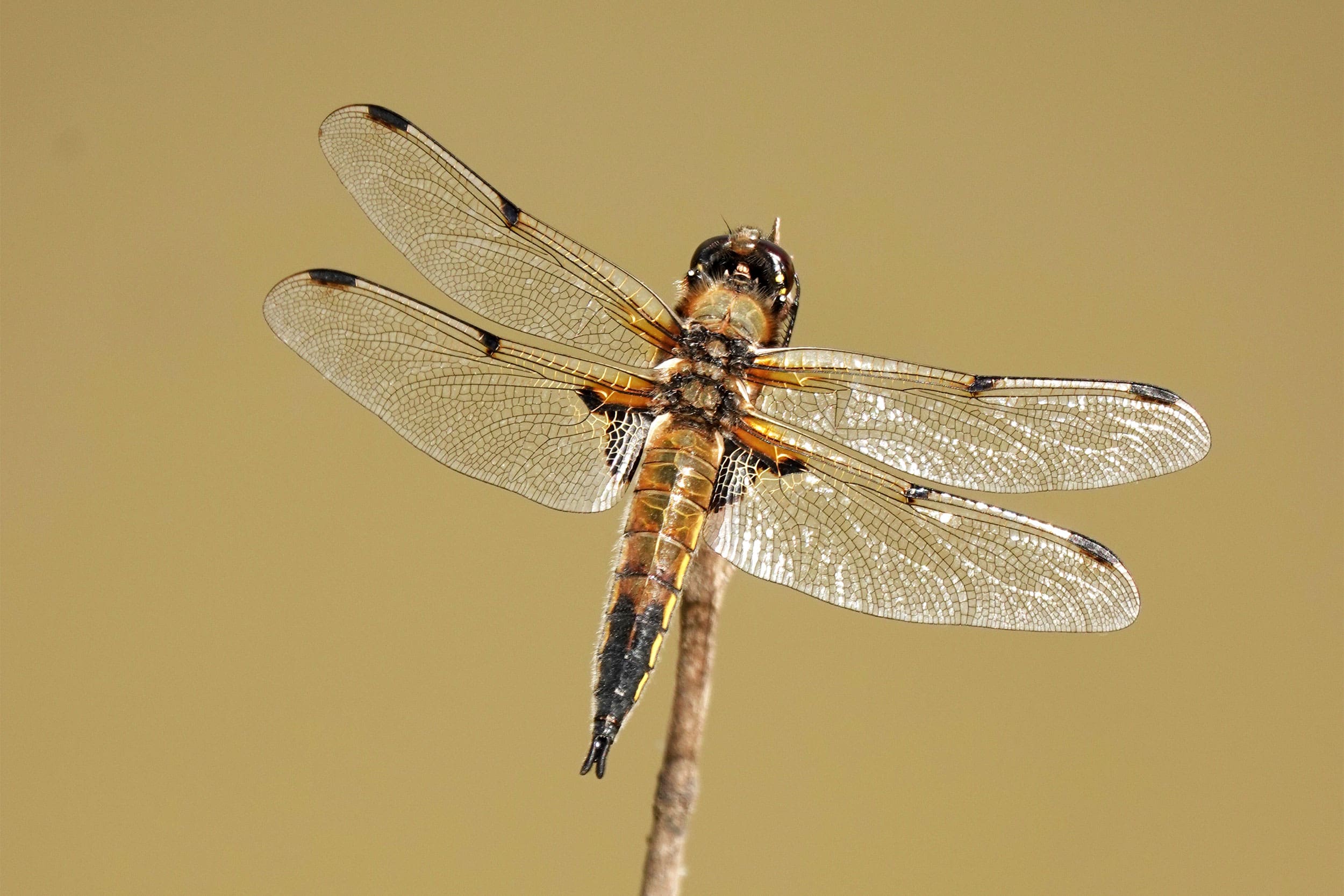 A dragonfly with eight spots on its wings