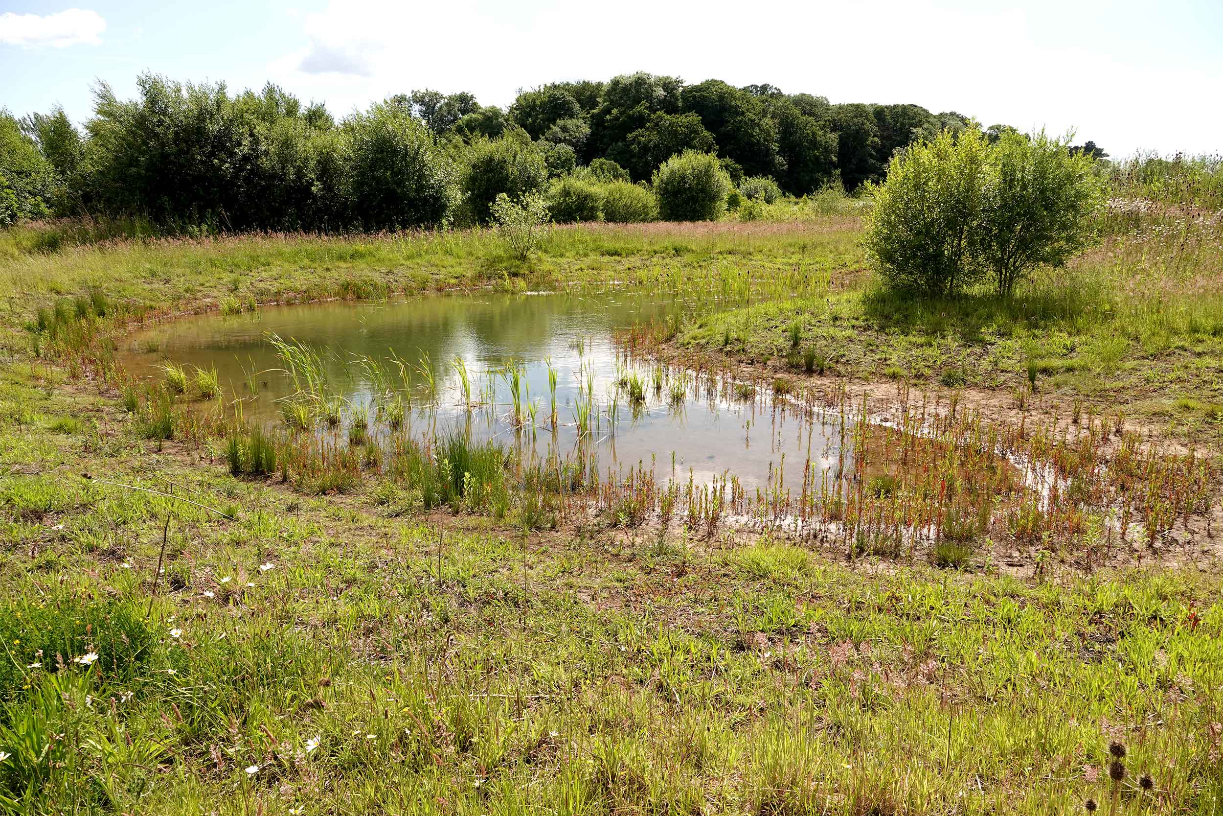 A large pond within the meadow, with trees in the backround