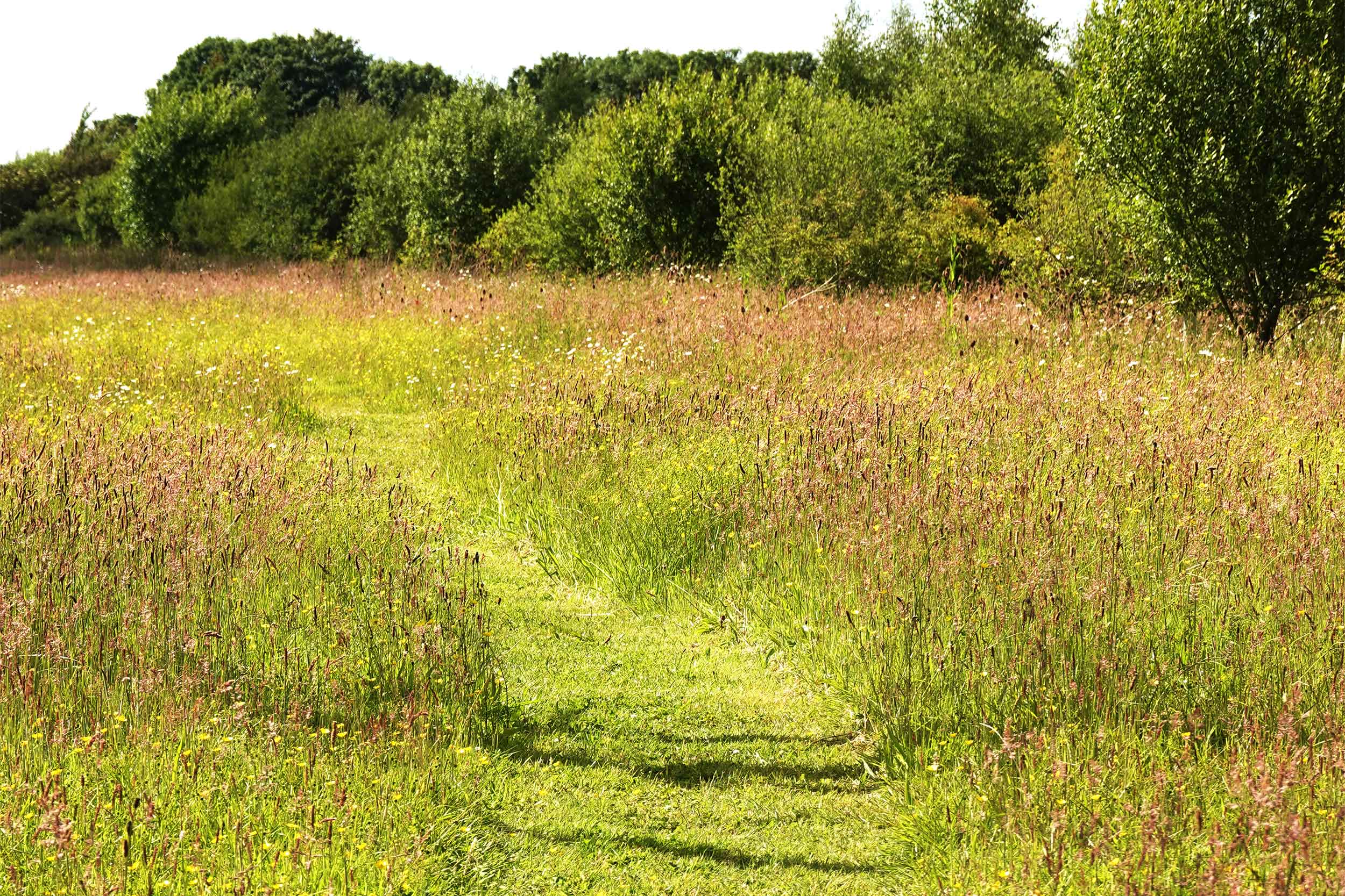 A path has been mown through a meadow