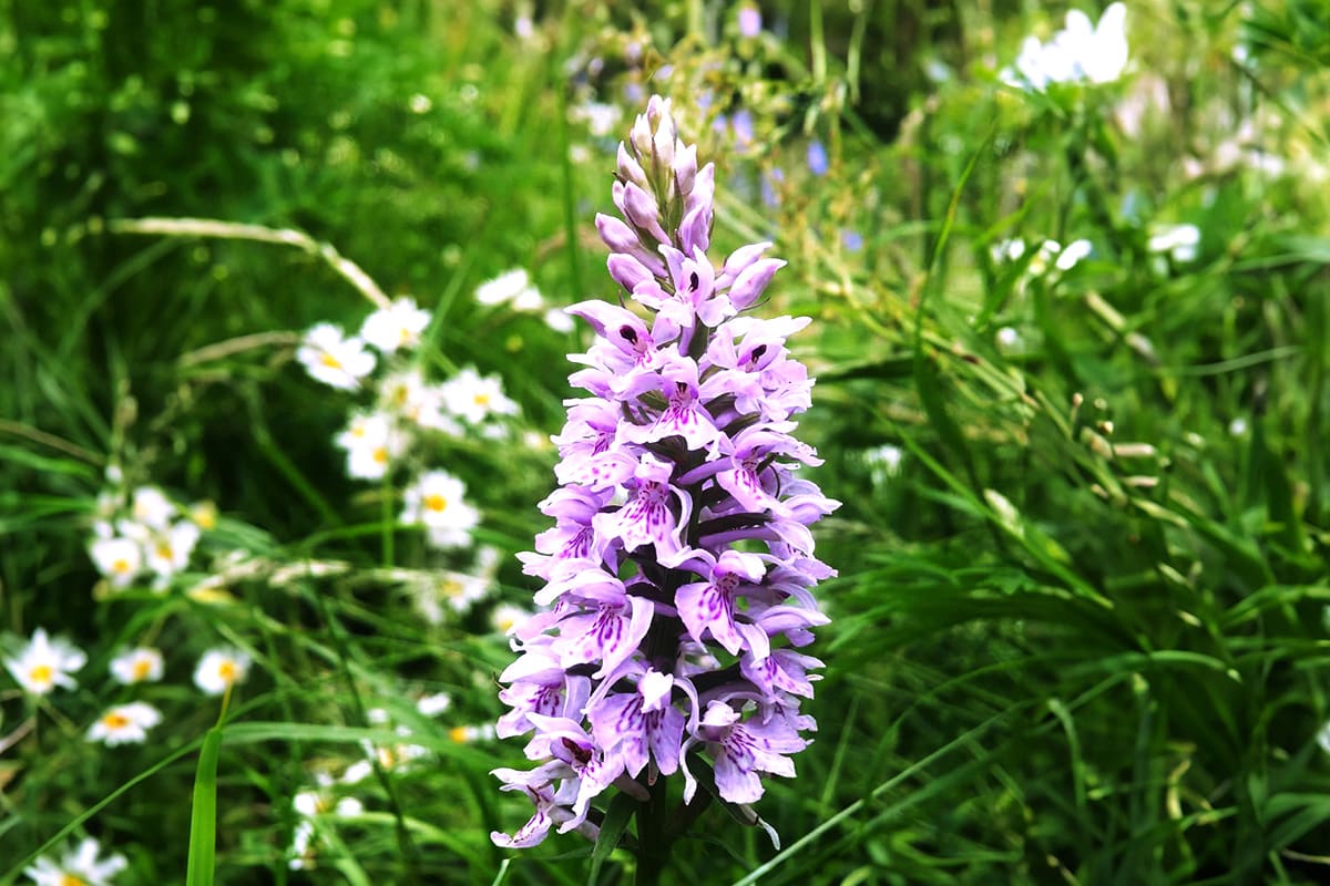 Common Spotted Orchid in a garden