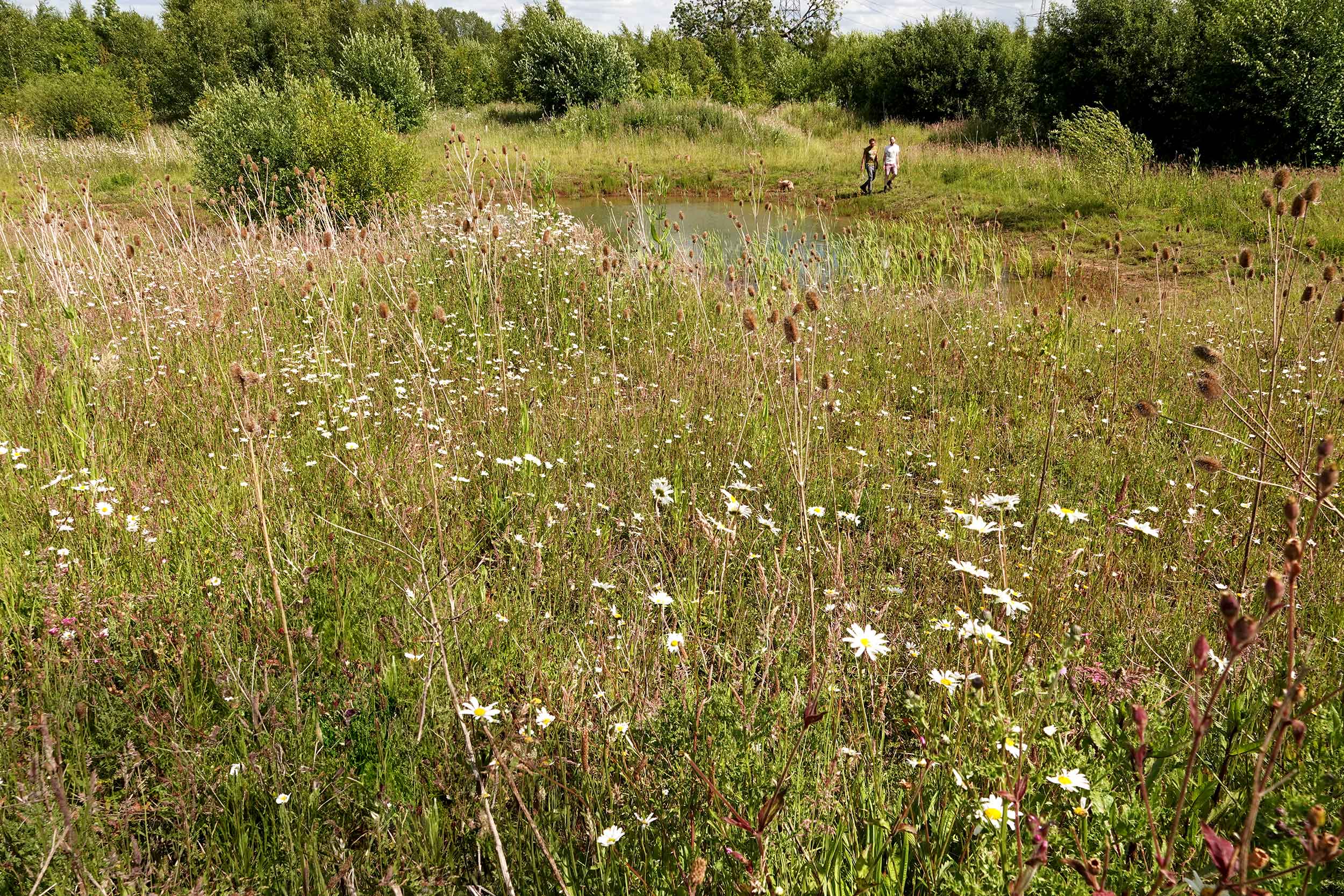 A meadow with diverse plants and a pond, with two people walking in the distance
