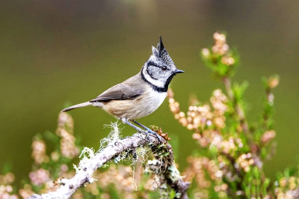 A Crested Tit perched on a tree branch in blossom