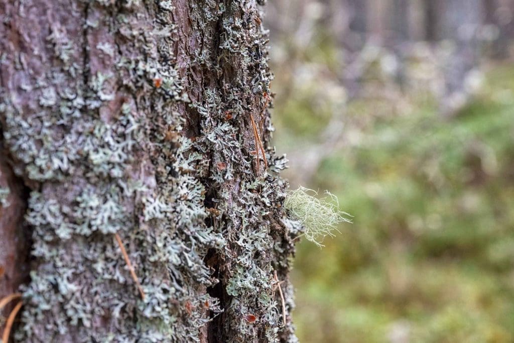 A close-up of tree bark with lichen