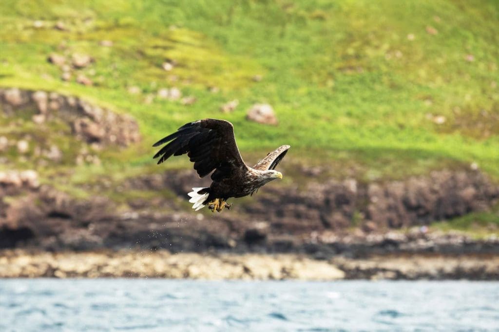 White-tailed Eagle gliding over water, with a rocky coast in the background