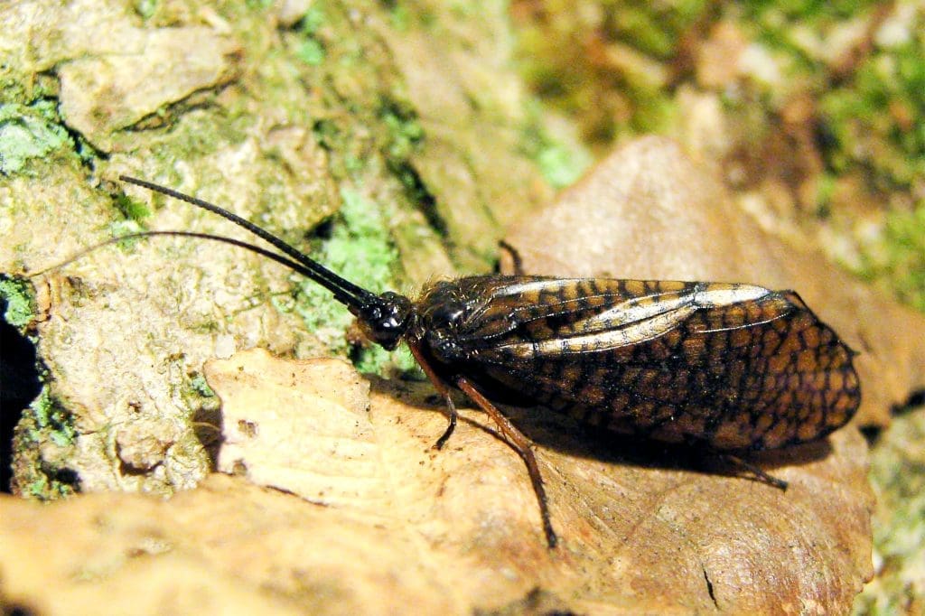 Window Winged Sedge on a leaf