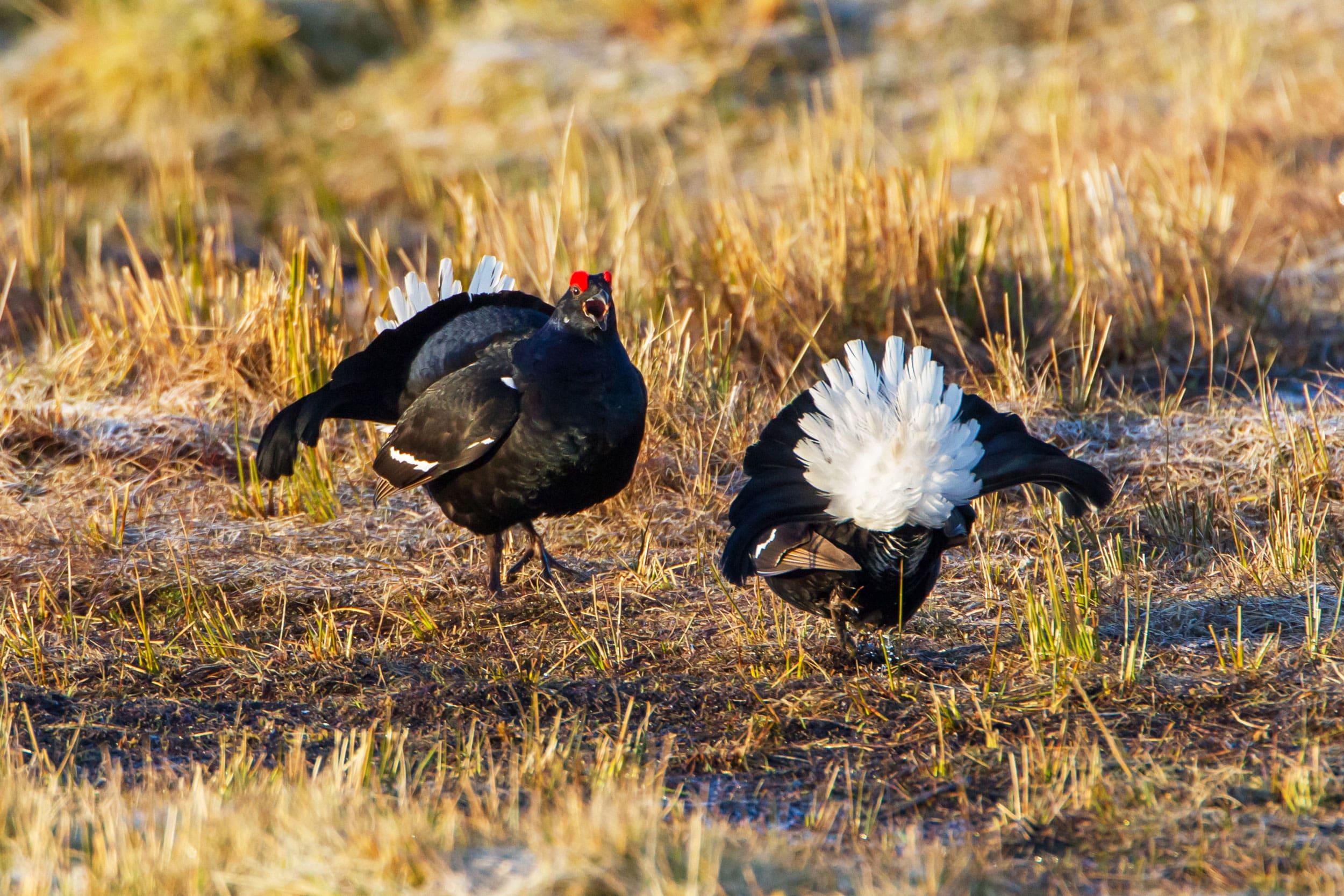 Two Black Grouse in grassland