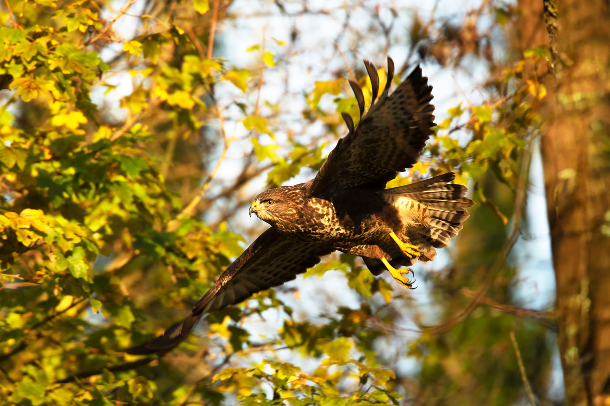 A Buzzard swoops alongside trees and foliage