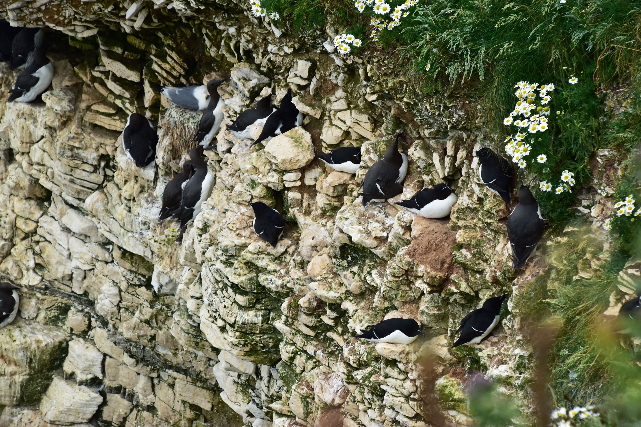 uillemots and Gannets perch on a cliff edge