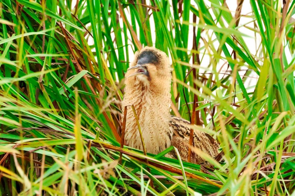 GALLERY.YourPhotos.AngryBittern_DavidPattrick A Bittern amongst green reeds, turned to one side, its beak open