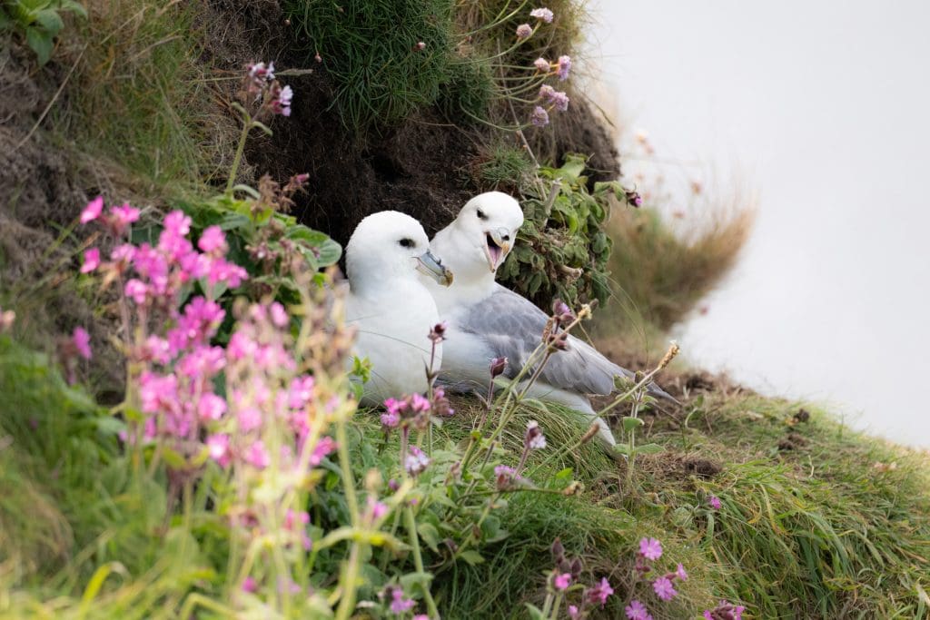 RSPB_1007832-RACHEL-BIGSBY A pair of Fulmars on a grassy cliffside, with pink flowers in the foreground.