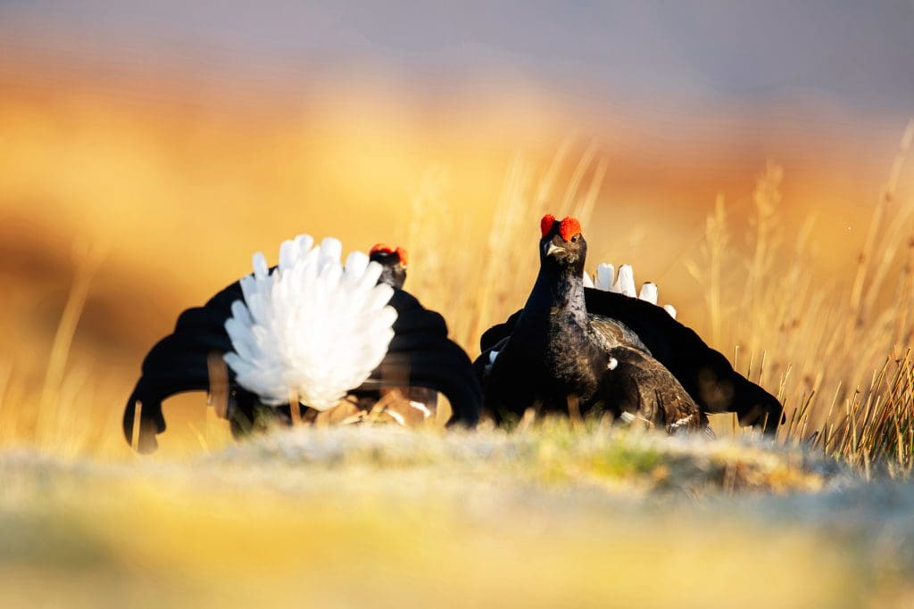RSPB_1009823-RSPB--Ben-Andrew A pair of Black Grouse in yellow grassland, one facing the camera, the other with its white rear plumage facing us