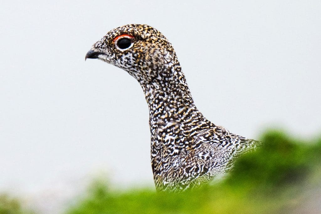 RSPB_1010524-RSPB-James-Roddie Profile of the head, neck and top of breast of a Ptarmigan, with out of focus green plants in the foreground