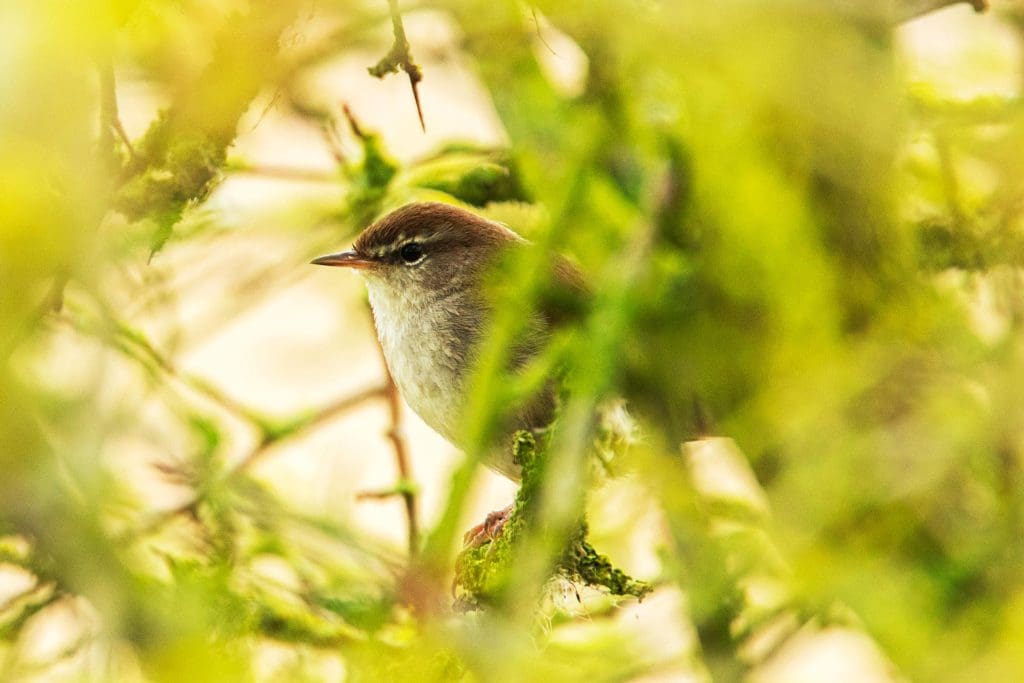 RSPB_1014180-RSPB--Ben-Andrew A Cetti's Warbler perched on a branch, framed by smaller, bare branches