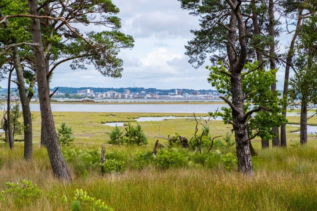Trail-with-Poole-visible-through-trees,-RSPB-Arne-Nature-Reserve.RSPB_1026241.SamTurley Grassy woodland with a small number of shrubs giving way to saltmarsh and Poole Harbour, with the buildings of Poole visible.